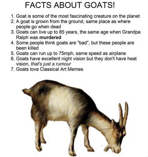 facts about the goat