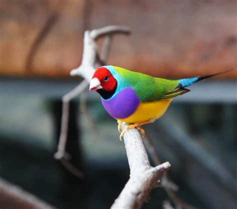 facts about the gouldian finch