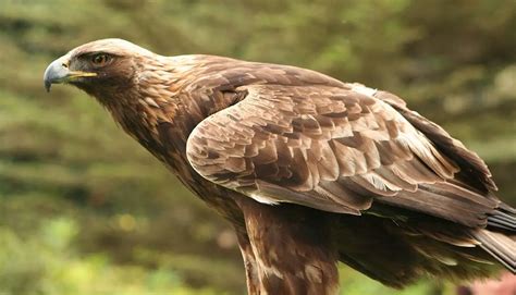facts about the habitat of a golden eagle