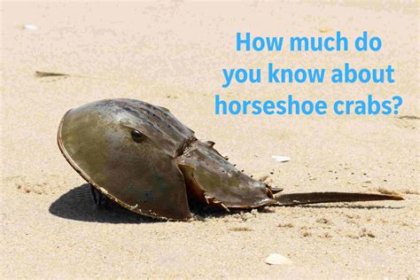 facts about the horseshoe crab