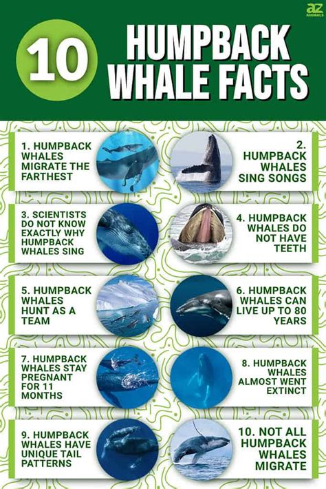 facts about the humpback whale