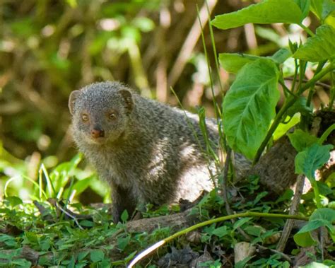 facts about the indian grey mongoose