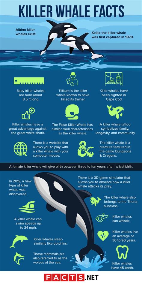 facts about the killer whale