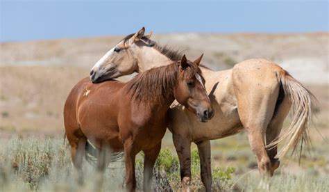 facts about the mustang horse