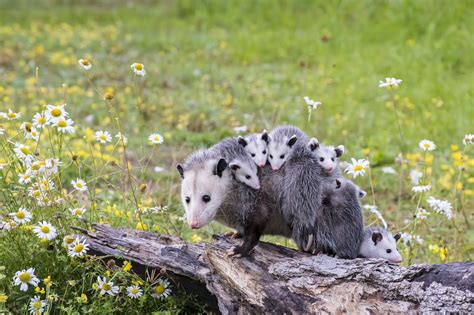 facts about the opossum