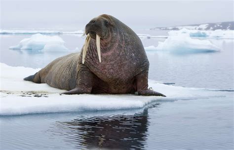 facts about the walrus