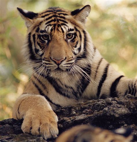facts about tigers being endangered