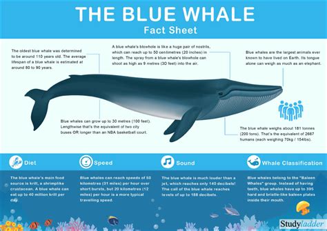 facts about whales kids