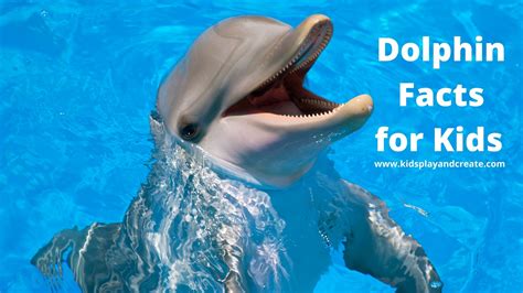 facts dolphins for kids