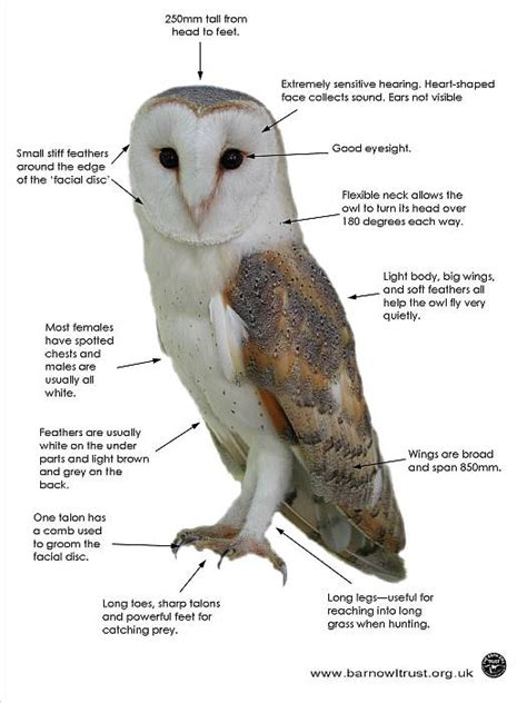 facts on barn owls