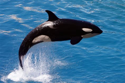 facts on orca whales