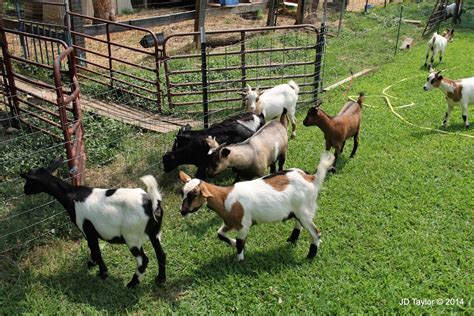 fainting goat farm near me