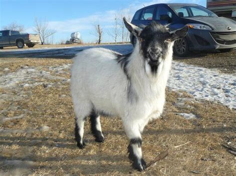 fainting goats for sale in alberta