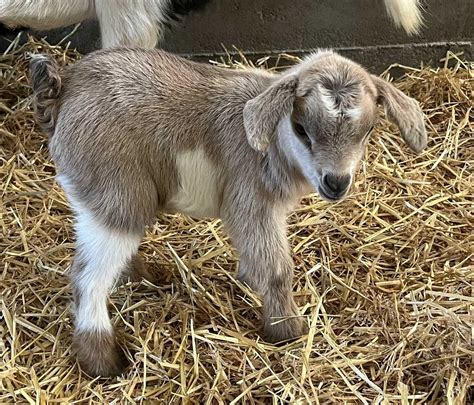 fainting goats for sale near me price