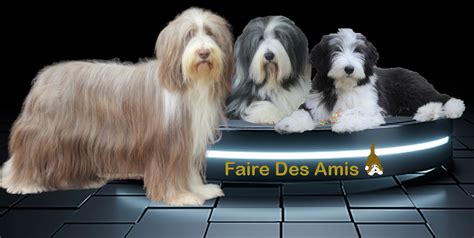 faire des amis bearded collie