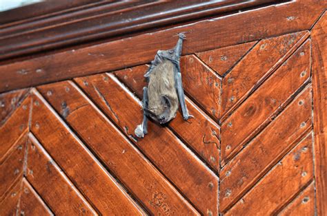 Comment faire sortir une chauvesouris de ma maison ? Belle Déco
