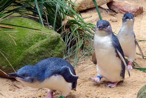 fairy penguins in tasmania