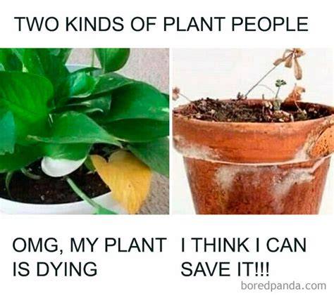 Outdoor Plants And Indoor Plants Meme G4rden Plant