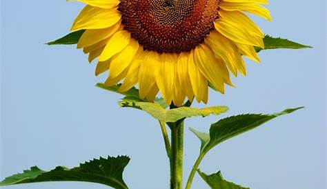 Bunga Matahari Berkembang Biak Dengan Cara : Mirip Seperti Telinga