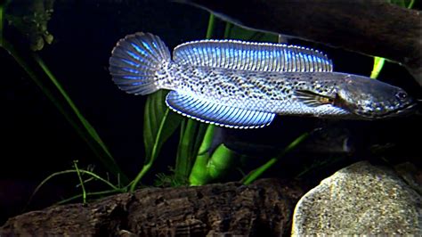 Fakta Menarik tentang Ikan Channa Stewartii