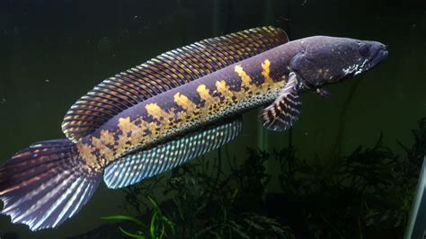 Fakta Unik Ikan Channa Auranti