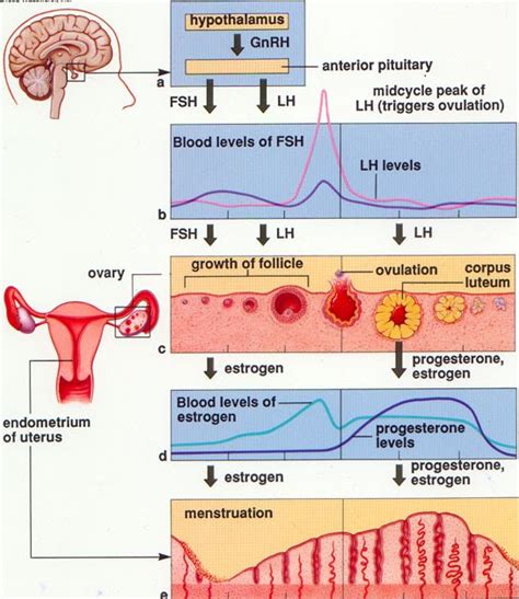 faktor faktor pengaruh siklus menstruasi