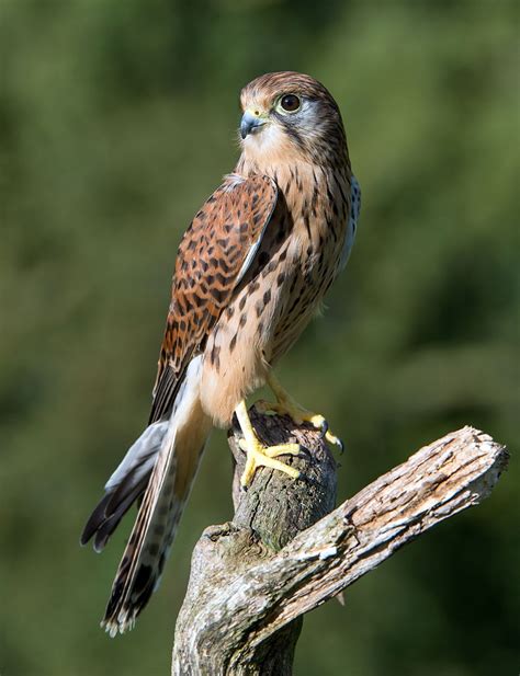 falcon bird species