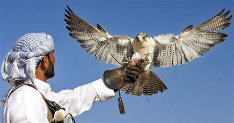 falcon bird uae