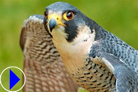 falcon bird webcam live