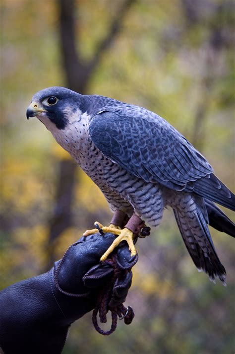 falcon birds of prey