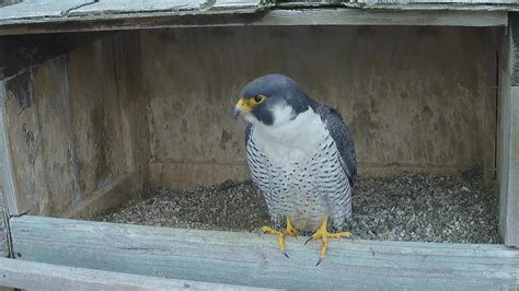 falcon cams live streaming