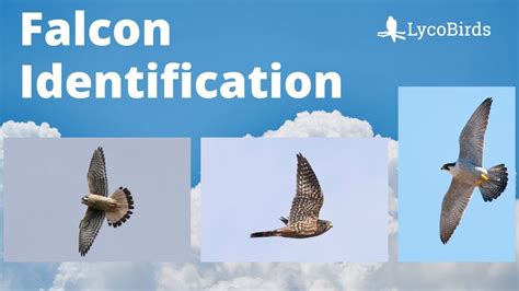 falcon identification in flight