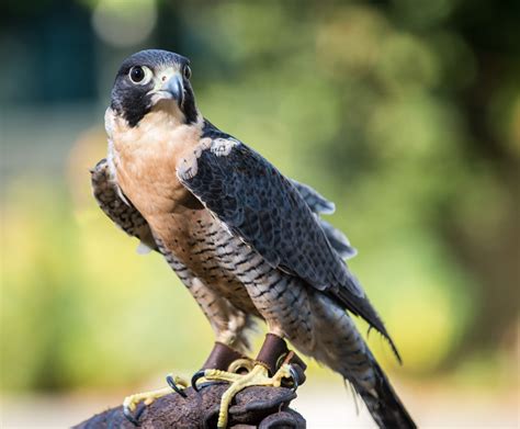 falcon jpg