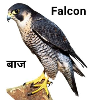 falcon meaning in hindi