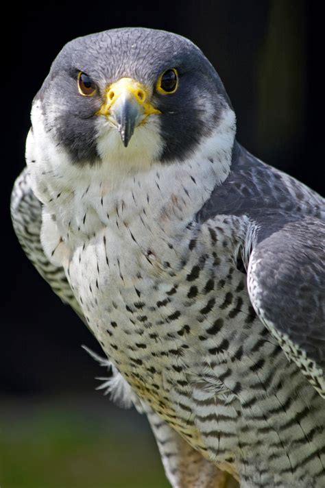 falcon pictures bird