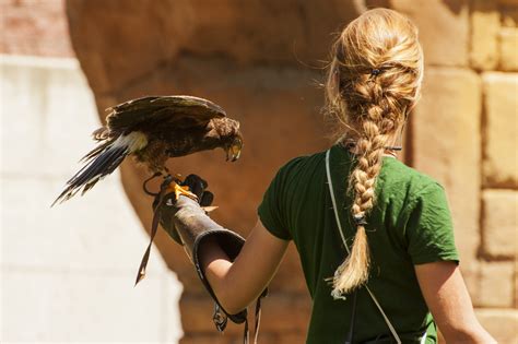 falconer