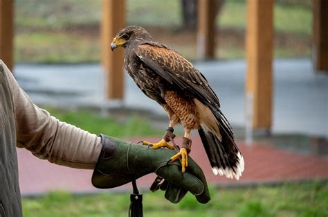 Vip Falconry Taster Session: An In-Depth Review