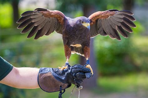 falconry classes near me prices