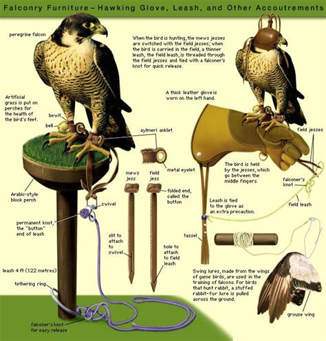 falconry equipment