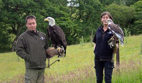 falconry experience wales