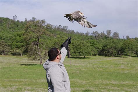 falconry experiences united states