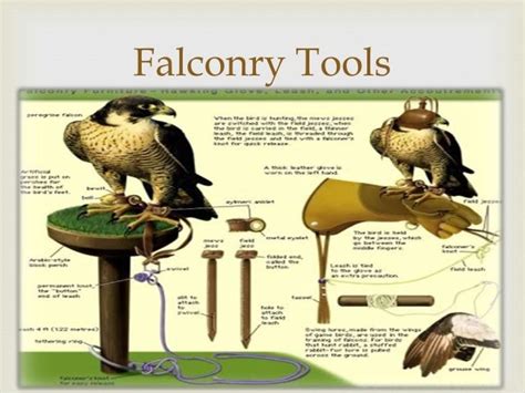 falconry glove diagram