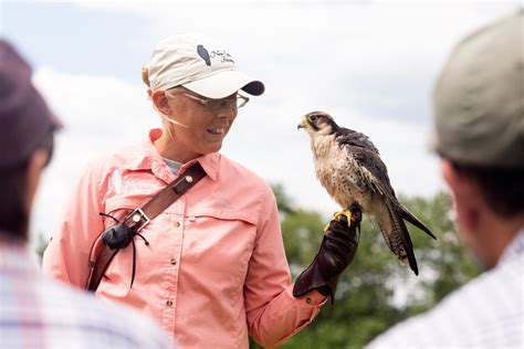falconry packages