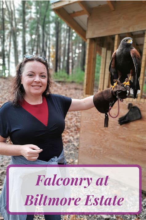 falconry review