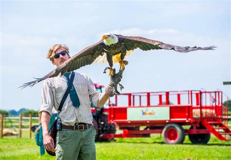 falconry session