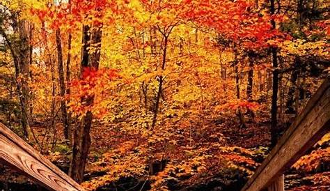 Mobile Autumn Wallpapers Wallpaper Cave