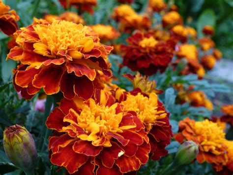 14 Best FallBlooming Flowers for Your Perennial Garden