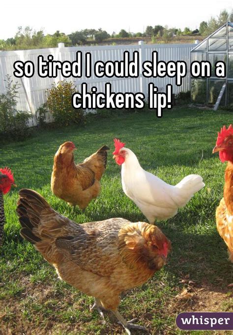fall asleep on a chickens lip