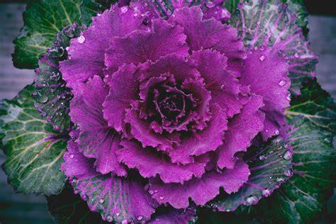 ornamental cabbage, croton Fall potted plants, Fall container gardens
