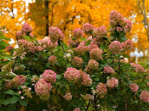 fall flower bushes